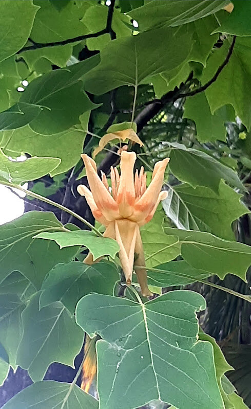 ТЮЛЬПАНОВОЕ ДЕРЕВО - Tata Wolf