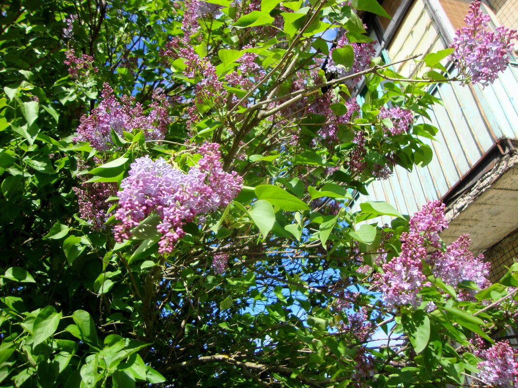 Этот лиловый запах сирени... - Галина Флора Этот лиловый запах сирени... - Галина Флора