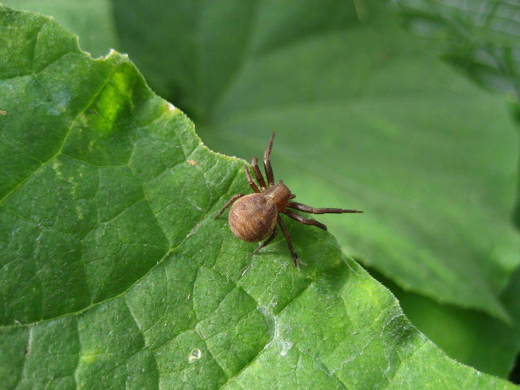 Паук-краб лесной - Anna Ivanova
