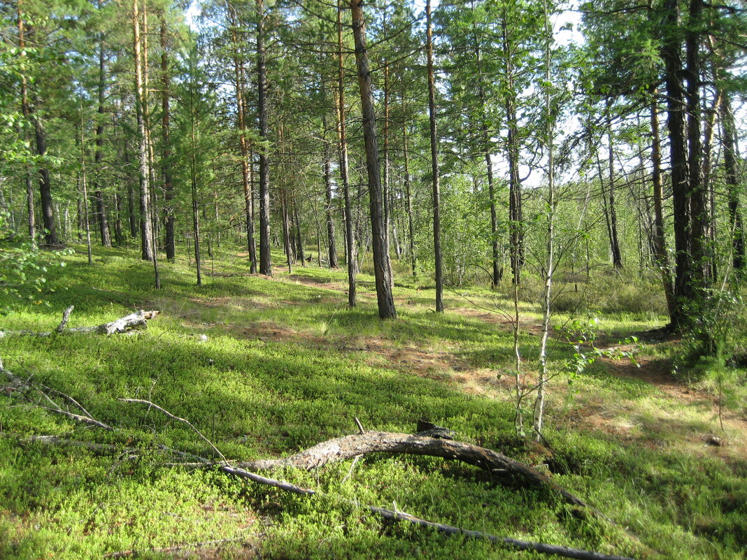 Лес - Anna Ivanova