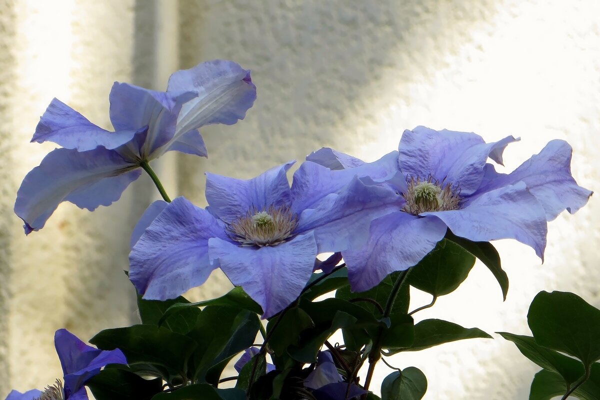 Крупноцветковый клематис - Татьяна Смоляниченко Крупноцветковый клематис - Татьяна Смоляниченко