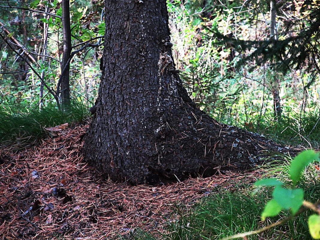 лесное - Елена Шаламова
