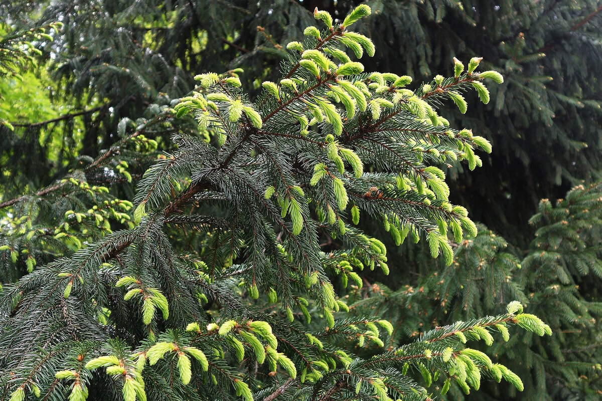 Ветки ели обыкновенной - Рита Симонова Ветки ели обыкновенной - Рита Симонова