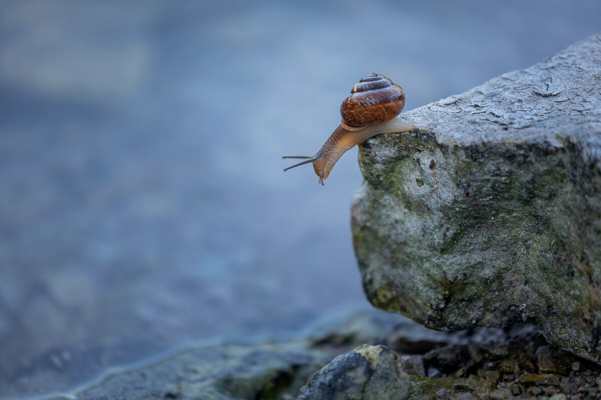 **** - Елизавета .