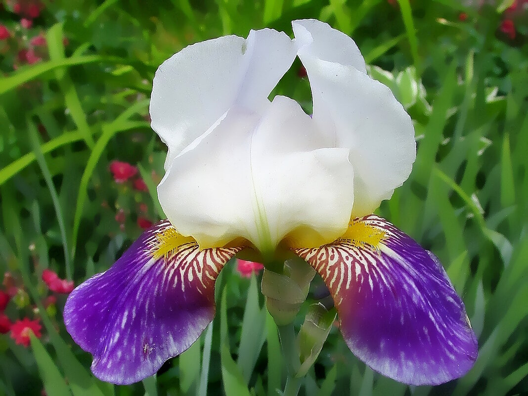 Ирис -  изысканно волшебный цветок - Ольга Довженко