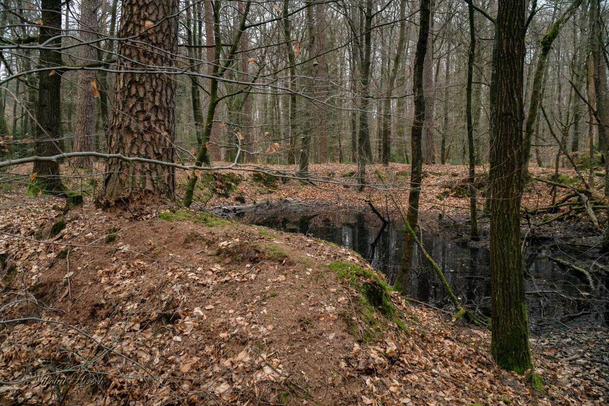 Гуляя по лесу... - Николай Гирш Гуляя по лесу... - Николай Гирш