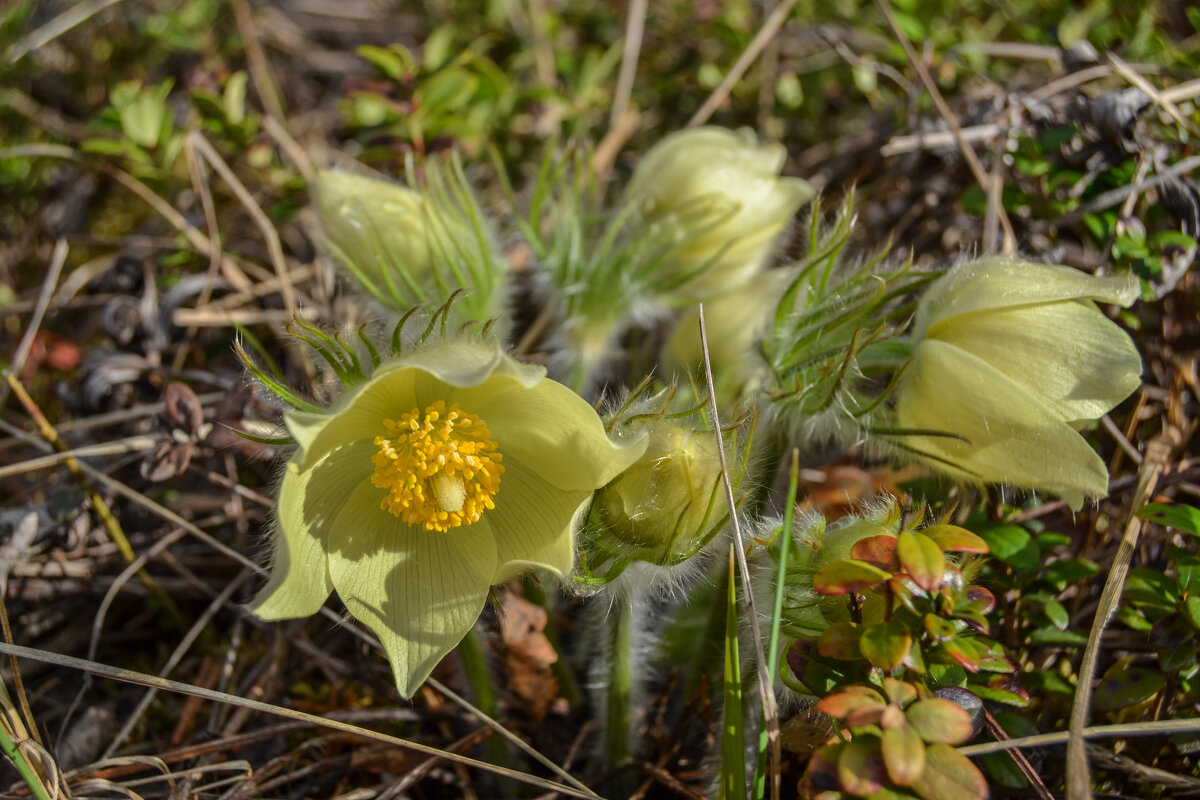 сон трава - сергей сон трава - сергей