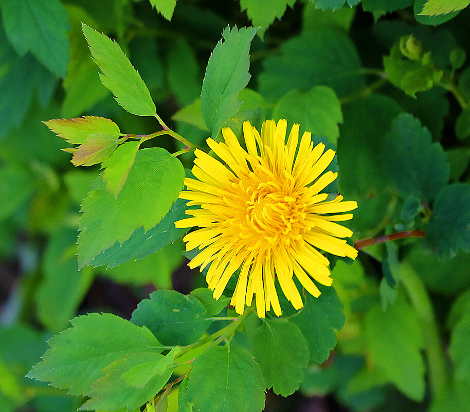 *** - Светлана 