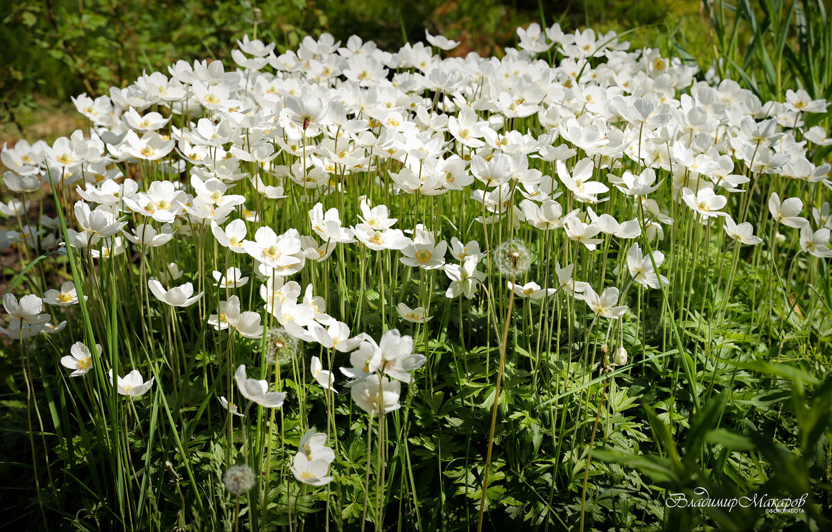 "Колония"© - Владимир Макаров