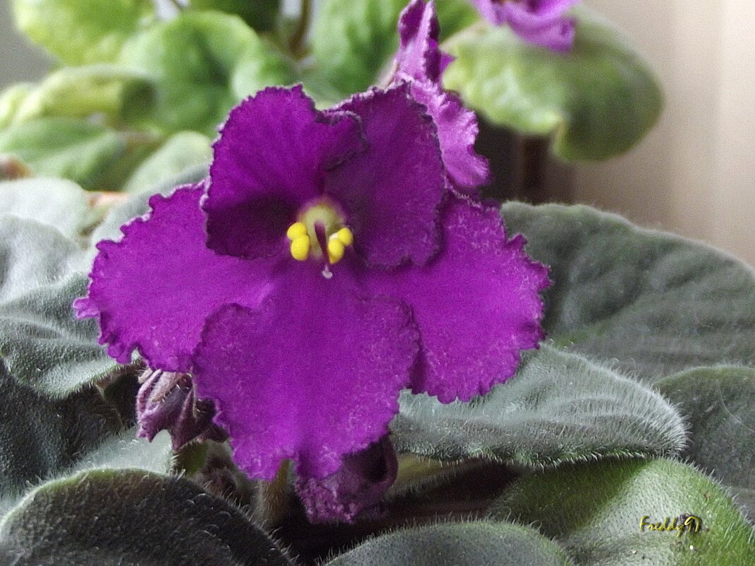 Фиалка - Freddy 97