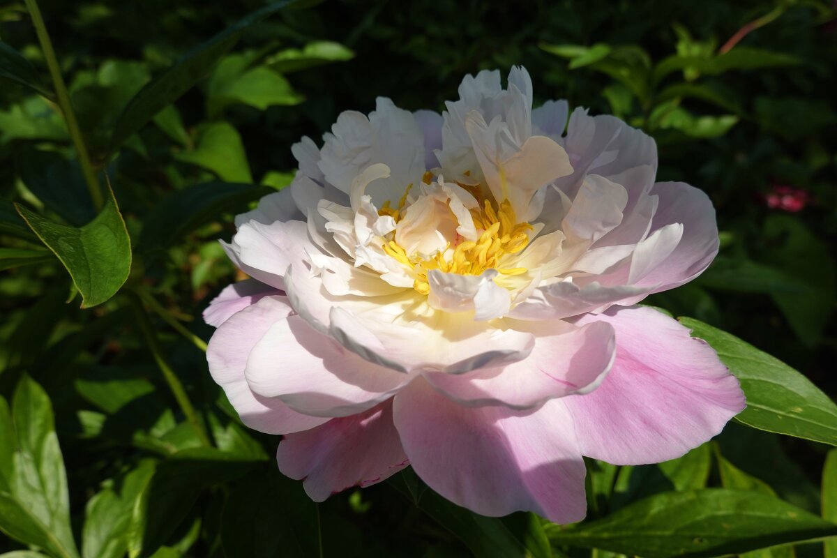 "...пионы дышат нежностью и светом..". - Галина "...пионы дышат нежностью и светом..". - Галина