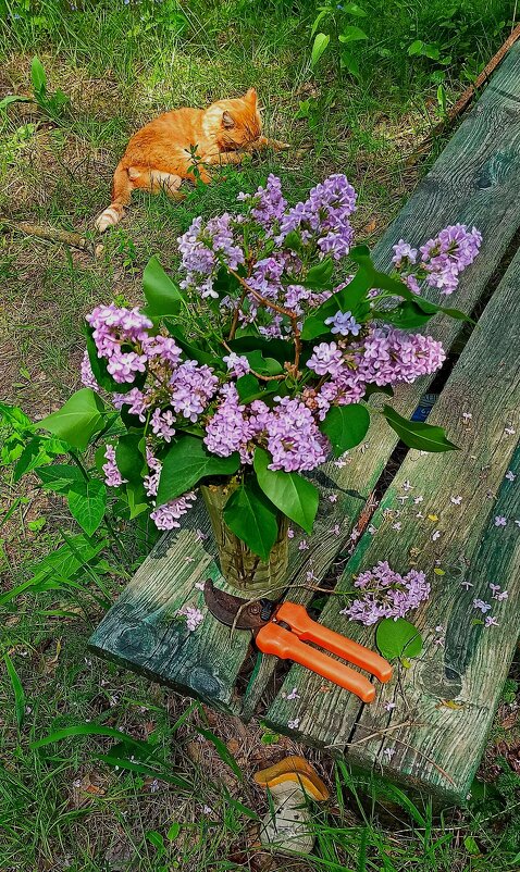 Тридцать градусов жары... - veilins veilins