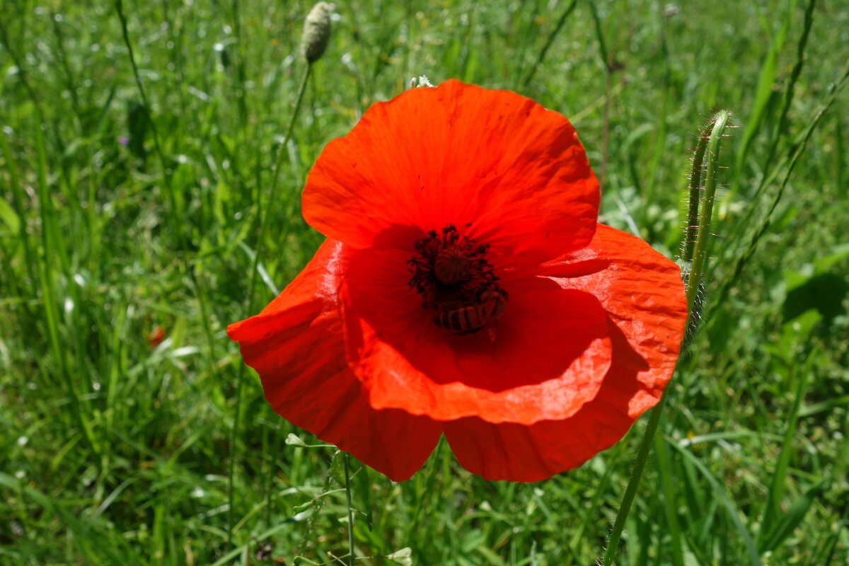 Вот и маки вовсю уже цветут...... - Галина Вот и маки вовсю уже цветут...... - Галина