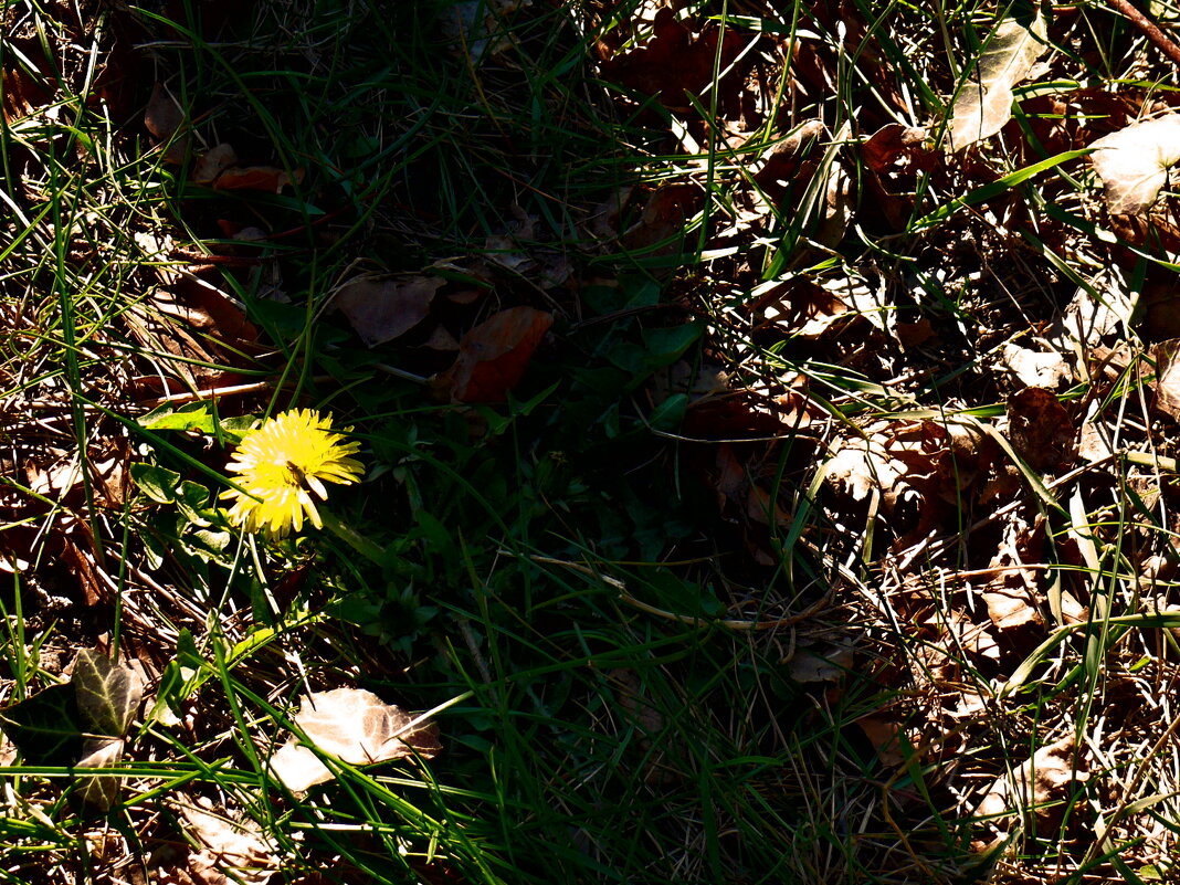 Весенние зарисовки 158 - Алексей Кузнецов