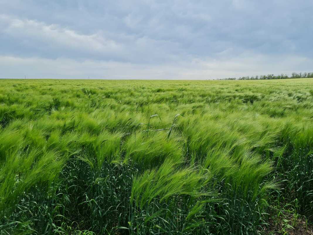 Ячмень пошел в колос - Валерий Ткаченко Ячмень пошел в колос - Валерий Ткаченко