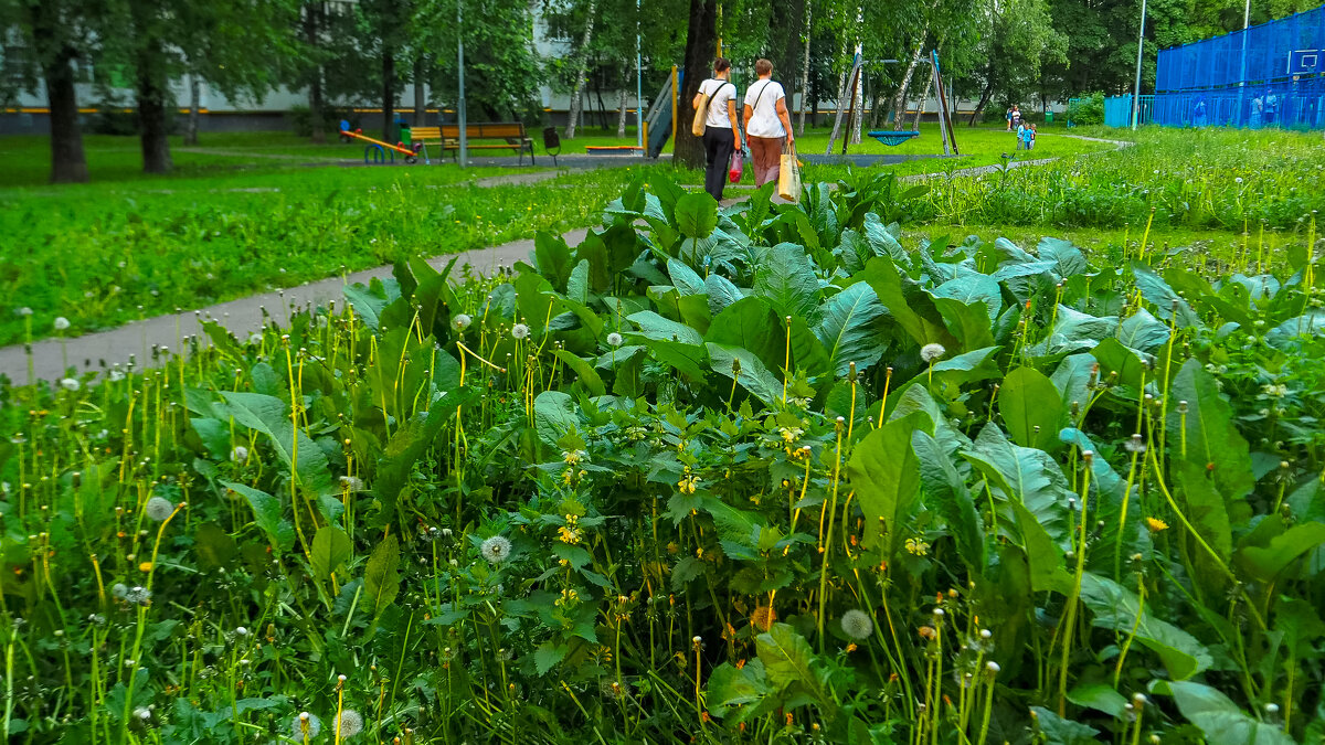 Природа в Городе - юрий поляков
