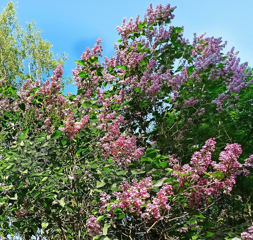 "Опять неистовство сирени" - veilins veilins