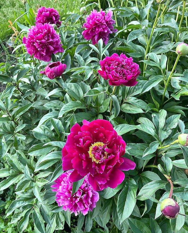 *   *   * - Елена 