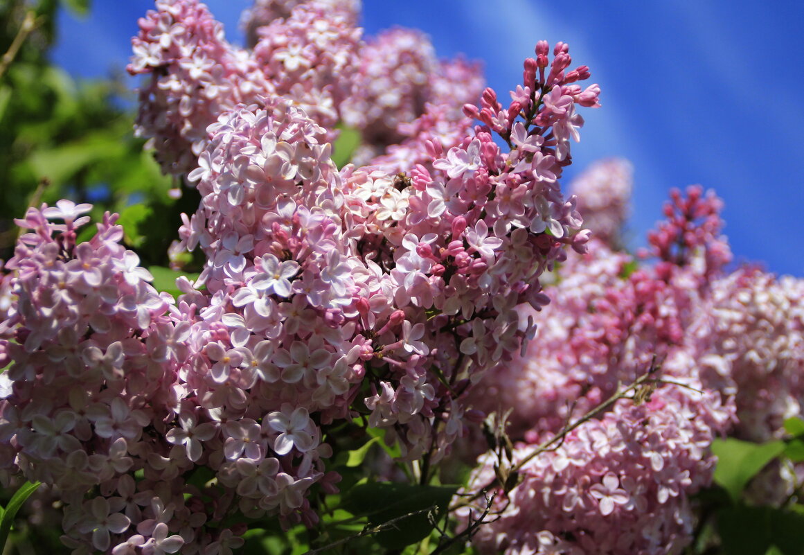 Дарует ароматов сладко-нежных брызги.. - Татьян@ Ивановна
