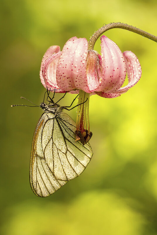 На цветке - Андрей Пристяжнюк На цветке - Андрей Пристяжнюк