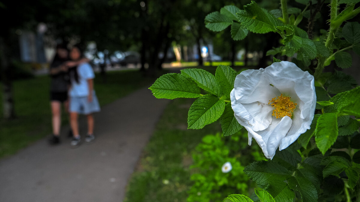 Природа в Городе - юрий поляков Природа в Городе - юрий поляков