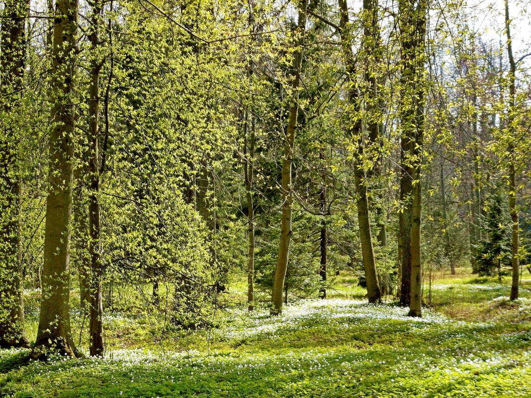 Весенний майский лес. - VasiLina * Весенний майский лес. - VasiLina *
