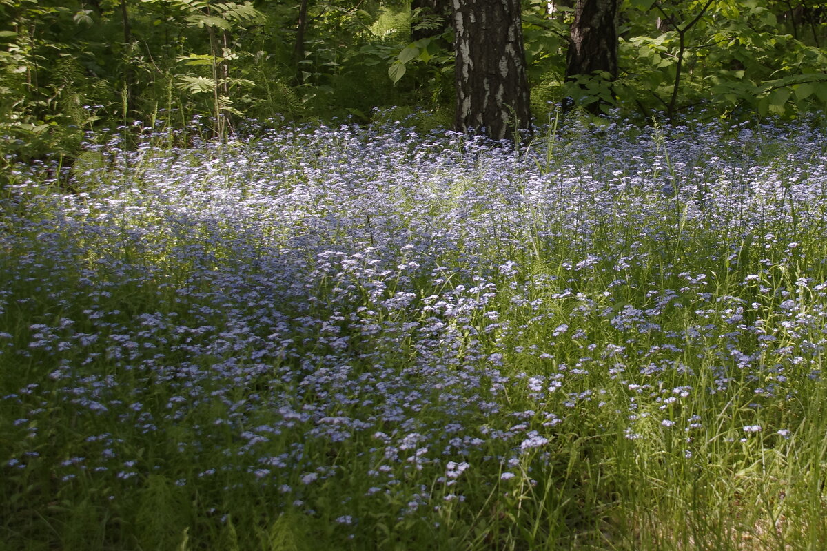 Лесные цветы - Сергей Швечков