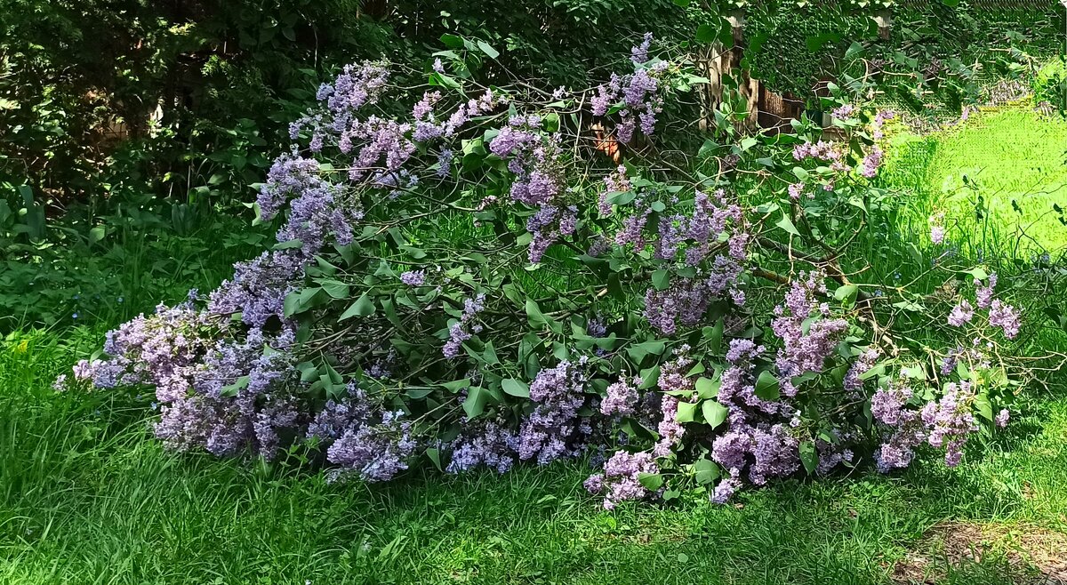 Осознанная необходимость... - veilins veilins