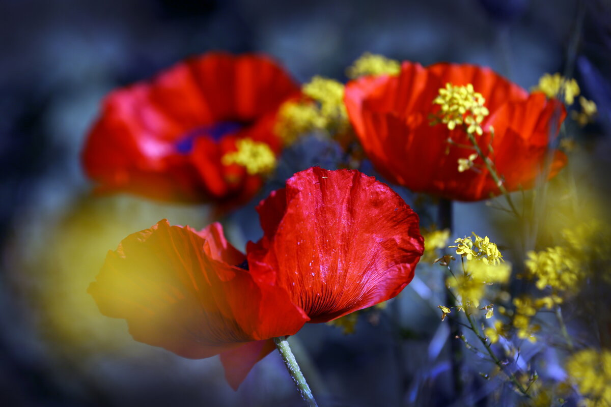 мак 29 мая - Михаил Бибичков мак 29 мая - Михаил Бибичков