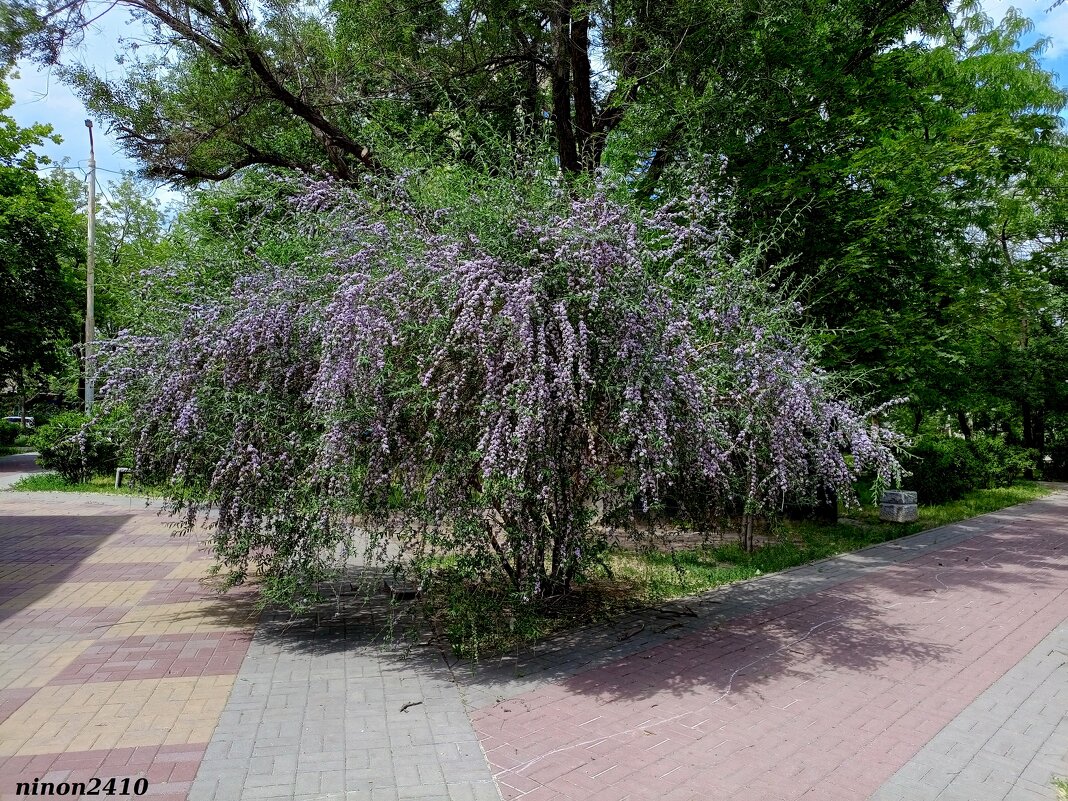 Май - Нина Бутко