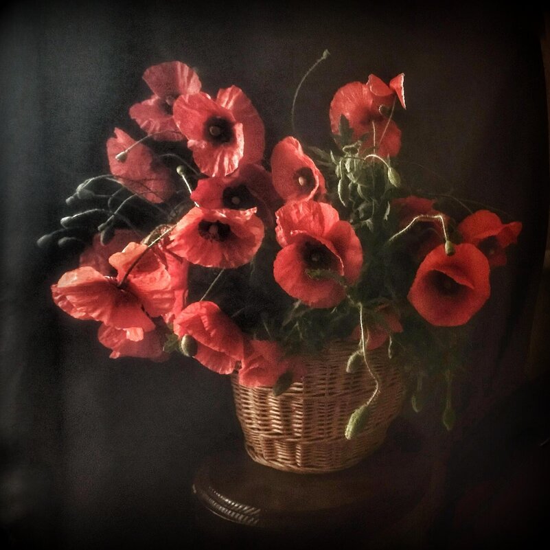 ....и снова маки - TAMARA КАДАНОВА ....и снова маки - TAMARA КАДАНОВА