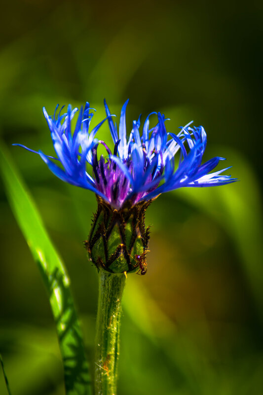 Василёк и мураш. - Анатолий Нецепляев