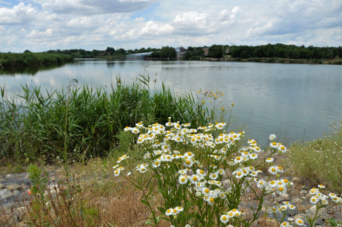 На пруду - Надежда Куркина 