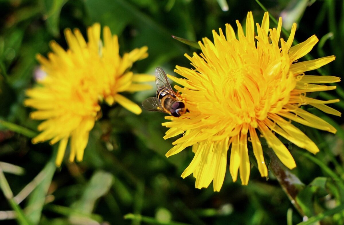 Почти лето - Тамара Вебер