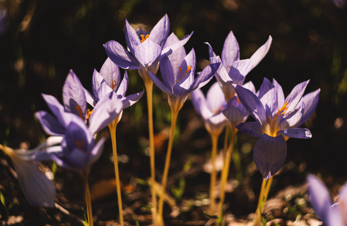 На исходе осенней жизни. - Анатолий Щербак На исходе осенней жизни. - Анатолий Щербак