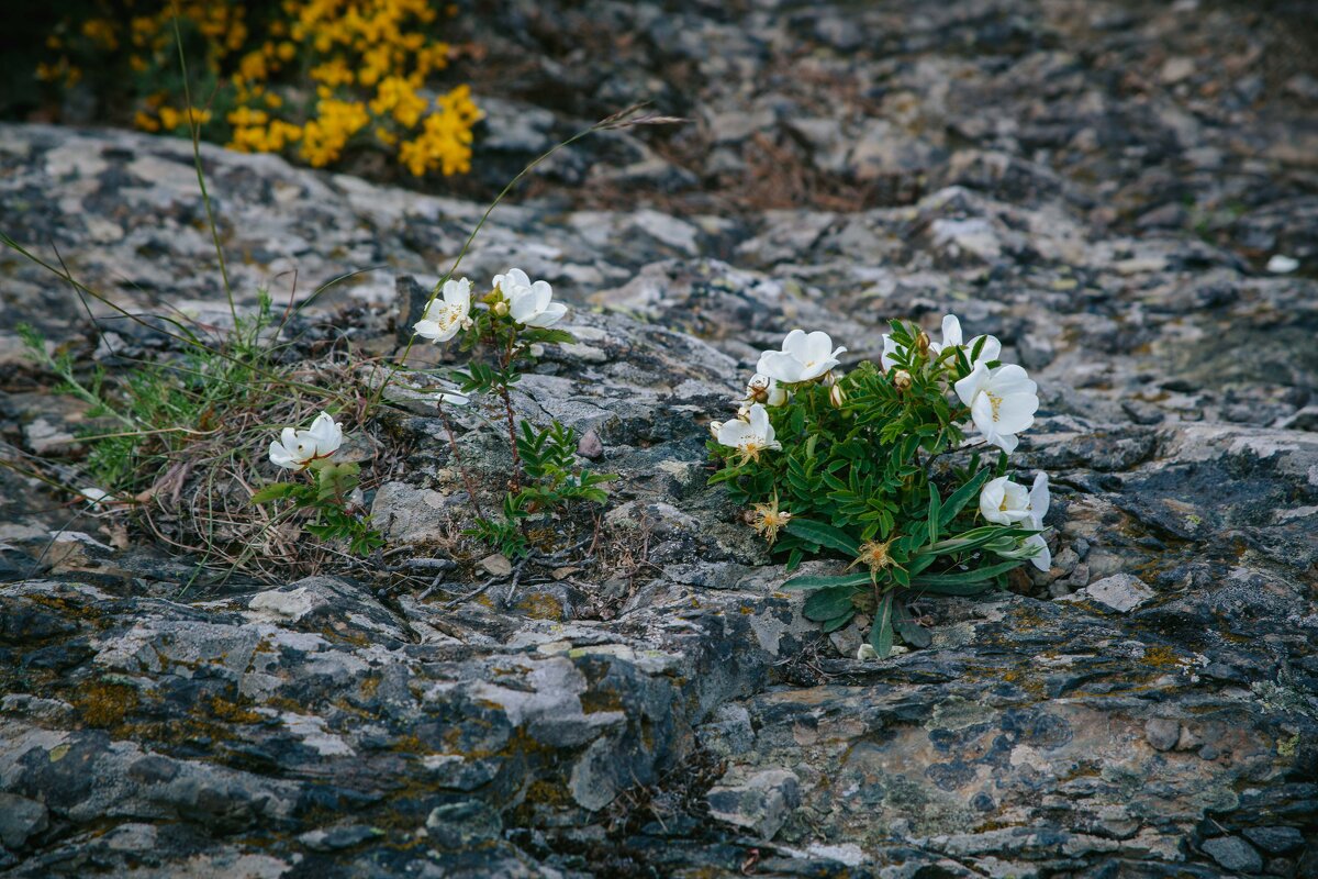 Крвм. На Аю-Даге. Май 2025 - Вячеслав Владимирович