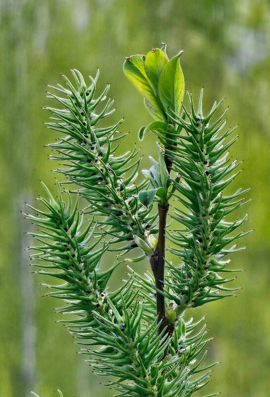 Первые листочки - Михаил Свиденцов