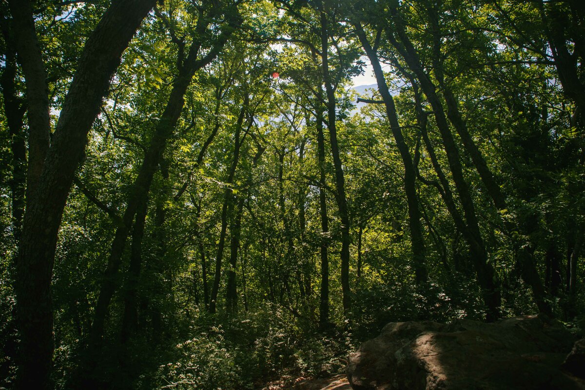 Крым. Аю-Даг. Май 2025 - Вячеслав Владимирович Крым. Аю-Даг. Май 2025 - Вячеслав Владимирович