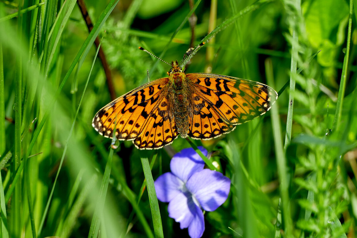 из снятого сегодня 5 - Александр Прокудин