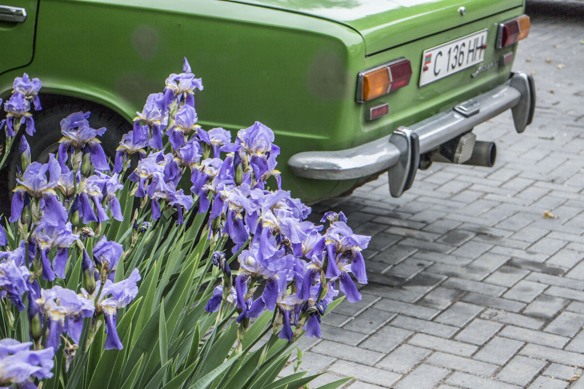 Прелестные ирисы & мерзкай жигуль - Коля Лукашов Прелестные ирисы & мерзкай жигуль - Коля Лукашов