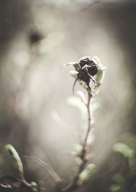 фото - Iulia Efremova