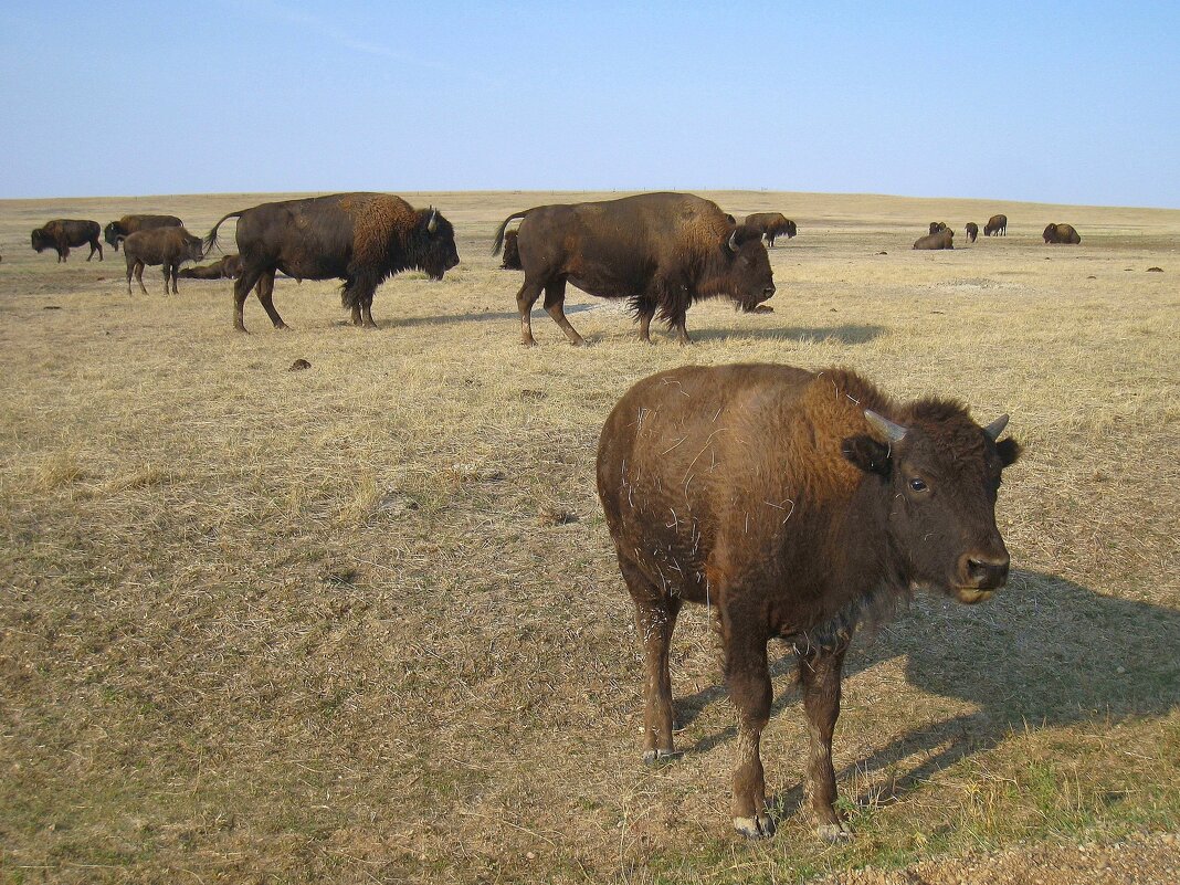 Молодой бычок. - unix (Илья Утропов) Молодой бычок. - unix (Илья Утропов)