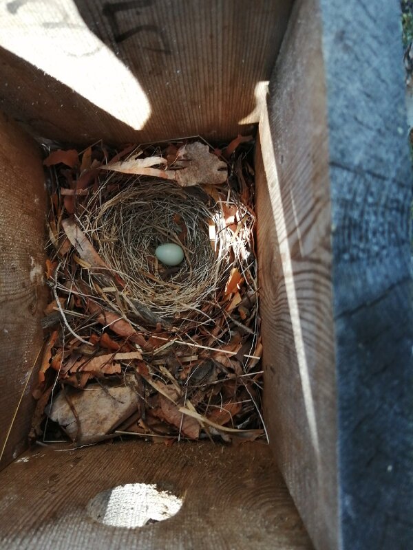 птицы - Ирина 