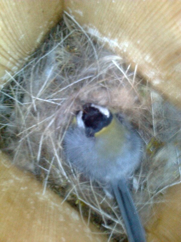 птицы - Ирина 