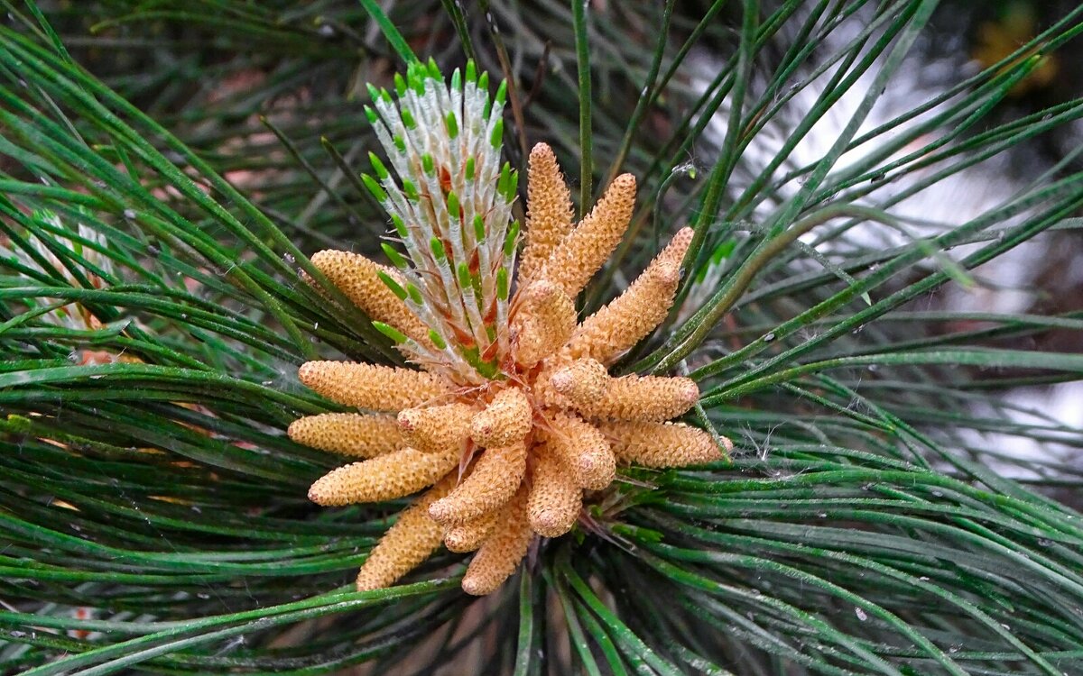 Цвет длинноигольчатой сосны - Милешкин Владимир Алексеевич Цвет длинноигольчатой сосны - Милешкин Владимир Алексеевич