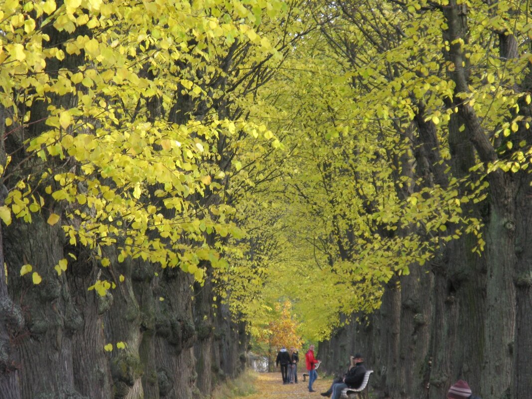 Аллея у Красного пруда в Петергофе. - Надежда 