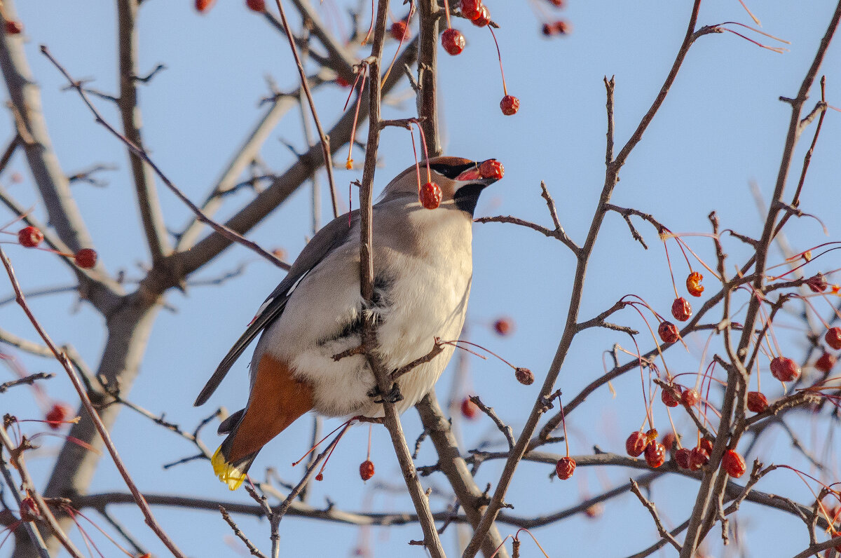 Свиристель. - Виктор Иванович Чернюк