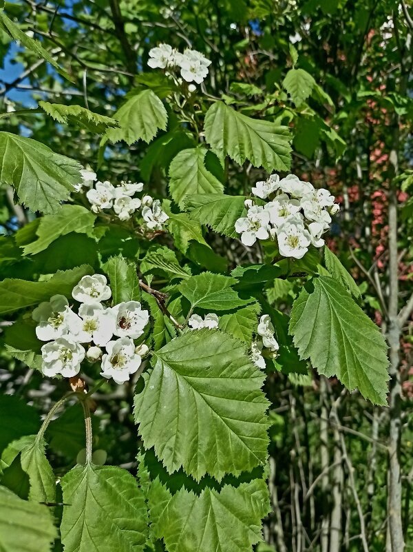 Боярышник - Veera V