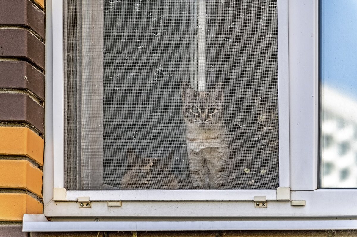 Кошки на окошке - Валерий Иванович