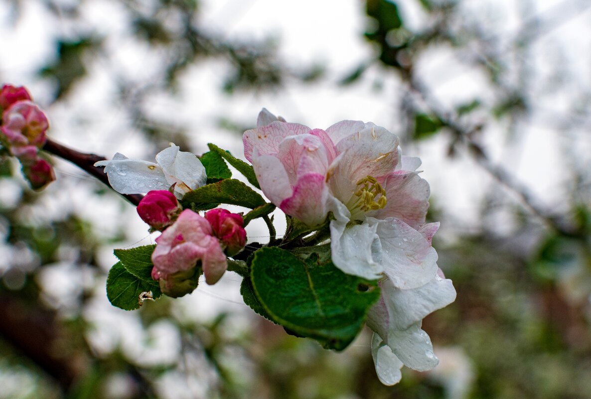 Весна - Петр 